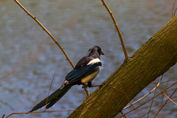 A magpie in a city park.
A magpie, Pica pica L. is a beautiful, intelligent bird. It can collect ticks from the back of a large animal.
