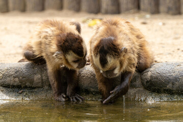 水面を見つめるフサオマキザル