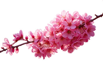 Obraz premium Delicate Pink Cherry Blossoms Against a Black Background