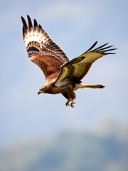 Fototapeta premium Rough-legged buzzard. Bird in flight, flying bird of prey. Buteo lagopus