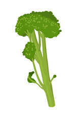 fresh green broccolini