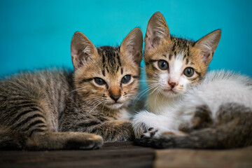 Tabby kitten with large curious eyes lying on a concrete step, facing forward