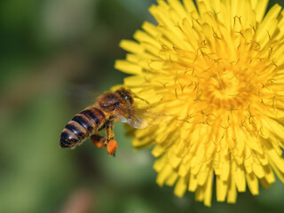 Spring pollination: bee approaching a blooming dandelion