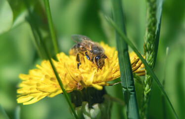 Spring nature: bee and bright flower in macro view