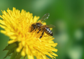 Macro shot of a bee collecting nectar from a dandelion flower