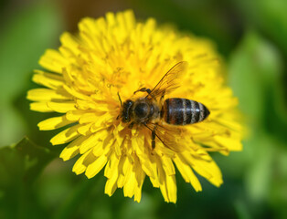 Bee on a bright yellow dandelion on a sunny day