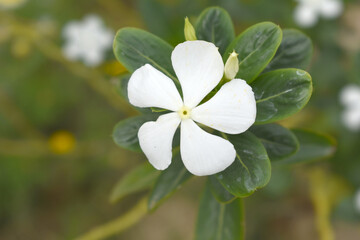 Close-up view of White madagascar periwinkle, The scientific name is Catharanthus roseus, White...