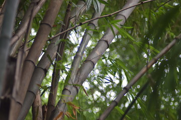 Lush Green Bamboo Forest Scene with Sunlight Filtering Through