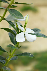 Obraz premium Close-up view of White madagascar periwinkle, The scientific name is Catharanthus roseus, White periwinkle flower closeup, Cape Periwinkle, Graveyard plant, Madagascar Periwinkle, Old Maid, closeup