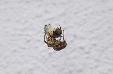 Cross Orbweaver spider capturing and wrapping a bee in its web as holds the silk-covered insect. Nature scene of predator and prey interaction, showcasing survival and ecological dynamics