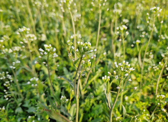 Field of shepherd's purse plants with delicate white flowers on slender stems and lush green foliage. Capsella bursa-pastoris thriving in the natural habitat of a spring setting