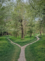 Split footpath in the forest, choosing the right way concept. Idyllic spring rural landscape with two distinct dirt trails in the nature leading unknown destinations. Forked path and decision making