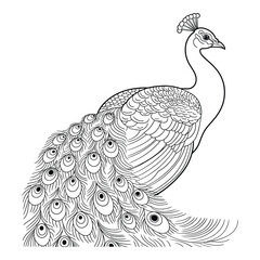 Fototapeta premium Peacocks displaying feathers Coloring Page, Silhouette, Vector, Illustration, Icon, Logo, White Background.