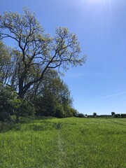 Grass field in hot dry weather in May, North Yorkshire, England, United Kingdom