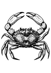 Realistic Traditional Ink Drawing of a Crab