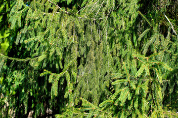  a green background with large spruce branches