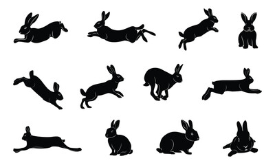 Rabbit-11