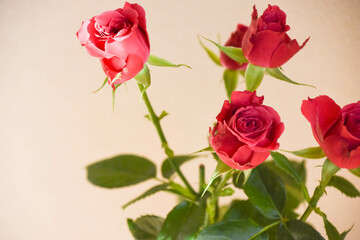 赤い薔薇