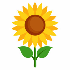 sunflower isolated on white background