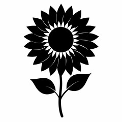 sunflower on white background