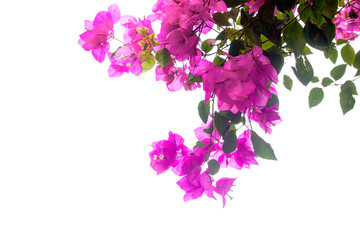  pink bougainvillea flower branch isolated on white