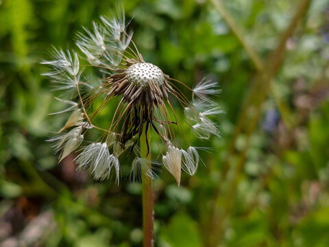 Dandelion Seed Head in Late Stage of Dispersal