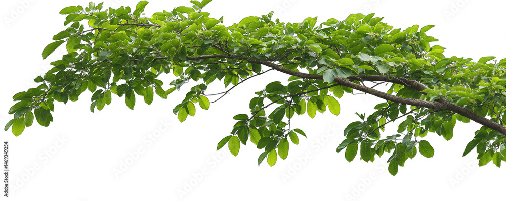 Poster a lush green tree branch with leaves isolated on a transparent background the branch is curved and h