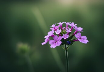 Fototapeta premium Blooming Purple Flower Cluster Close-up with Green Background