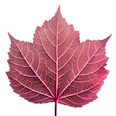 Obraz premium Crimson Leaf Macro: A close-up shot of a single crimson leaf, revealing intricate veining and the natural beauty of botanical detail.