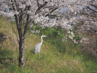 桜下のサギ