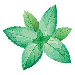 Watercolor realistic Mint spice clipart on white background