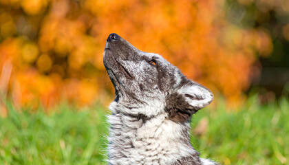 Naklejka premium Wild Fox Howls Upwards, Revealing Textures in Its Shaggy Coat, a Moment of Vocal Majesty