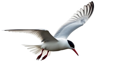 Elegant Arctic Tern gliding effortlessly against a white background in its natural environment
