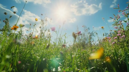 Sunlit meadow landscape with wildflowers against a serene blue sky