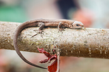 lizard on the grass.