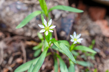 Starry Blooms of Pseudostellaria in the Spring Forest
