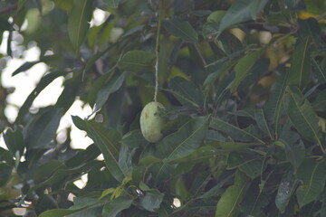 Mango hanging from a tree branch, surrounded by green leaves
