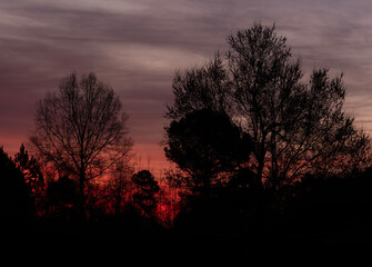 Orange glow promising the arrival of daylight behind silhouetted trees