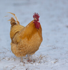 Rooster with gold and orange feathers standing on a snowy field
