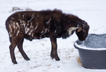 Black and white sheep ram drinking from icy water on a snow covered field