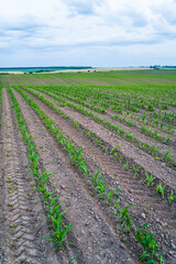 Obraz premium Wide view of young corn rows in spring on undulating rural farmland