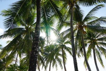 Sunlight Filtering Through Lush Palm Trees in a Tropical Paradise Setting