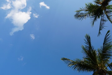 Bright Blue Sky with Green Palm Trees Framing the View on a Sunny Day in Tropical Paradise