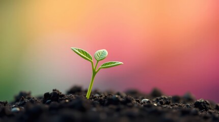 A small sprout emerges from dark soil against a vibrant, blurred sunset backdrop