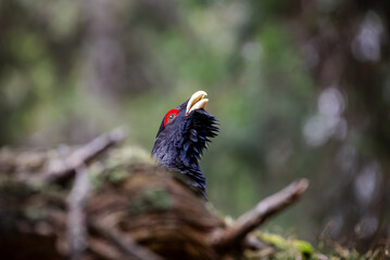 red billed hornbill