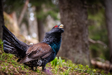 pheasant male in the grass
