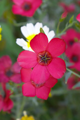Obraz premium Linum Grandiflorum Rubrum Scarlet Flax bloomed in the garden on a flower bed, Red Linum Grandiflorums closeup in nature, Red flaxs or flowering flaxs, scarlet flax, crimson flax flower head close-up