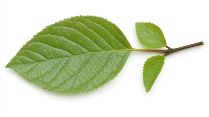 Obraz premium Detailed Green Leaf Isolated on White Background Featuring Natural Veins Small Branch and Vibrant Color Promoting Environmental and Botanical Themes