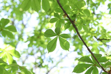 Obraz premium Beautiful tree crown with green leaves as background, closeup