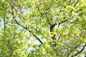 Beautiful tree crown with green leaves as background, low angle view